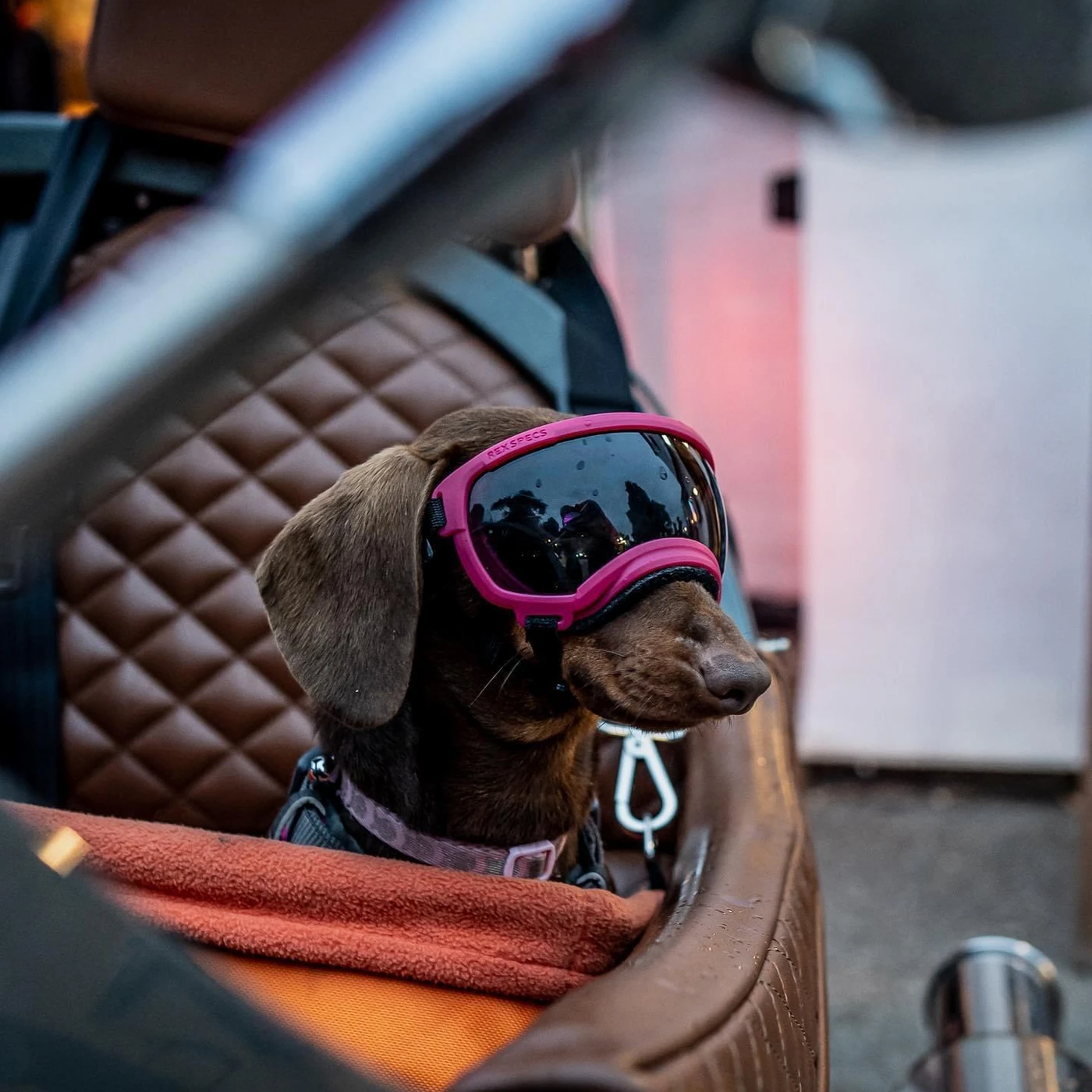 Rosie the workshop dog wearing goggles in a Morgan 3 Wheeler